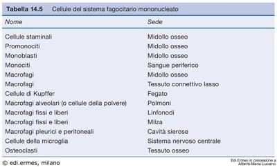 SISTEMA DEI MACROFAGI Periciti Altre cellule fisse Delimitano i vasi