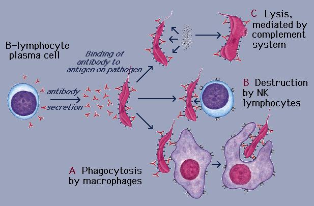 prostaglandine Posseggono sulla membrana plasmatica i recettori per le regioni Fc delle IgG,