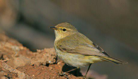 dell anno. Pensare alla fenologia degli uccelli ci permette subito di eliminare un gran numero di specie, se di fronte abbiamo un uccello dubbio. Un esempio concreto è dato dai Luì.