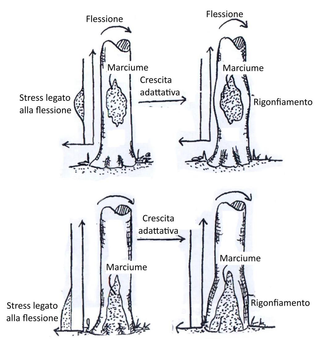 ASSIOMA DELLA TENSIONE COSTANTE: l albero cresce e si sviluppa in modo da garantire una regolare ed omogenea distribuzione dei carichi su tutta la superficie di ogni sua sezione.