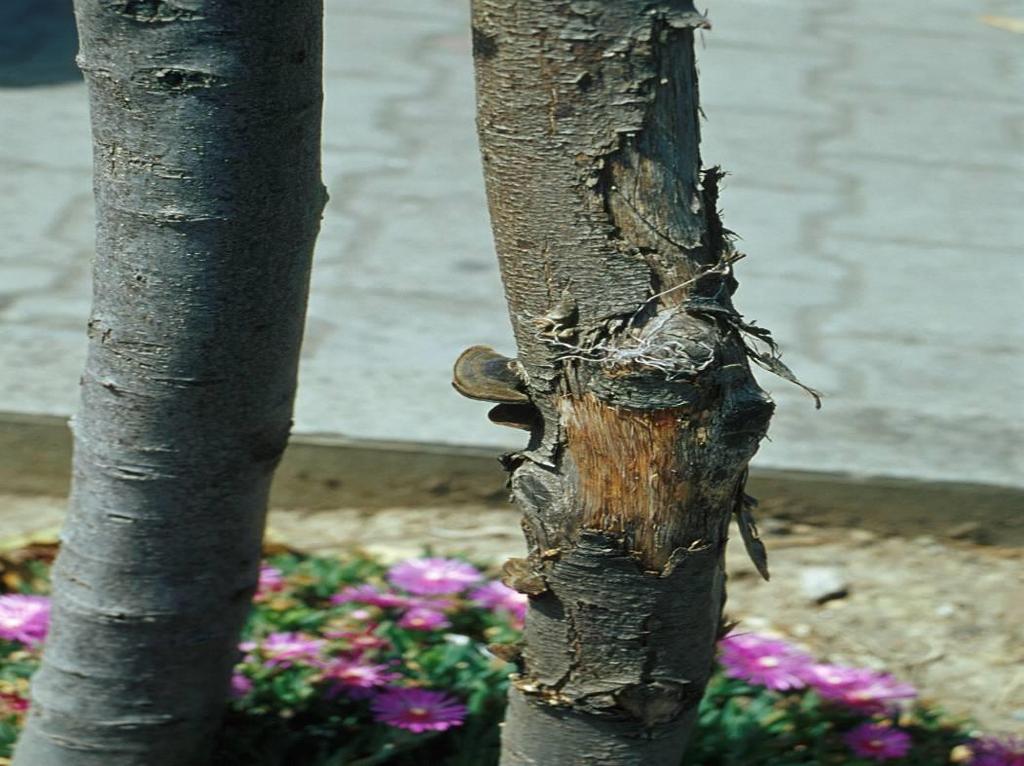 Sviluppo di carpofori di un fungo basidiomicete cariogeno