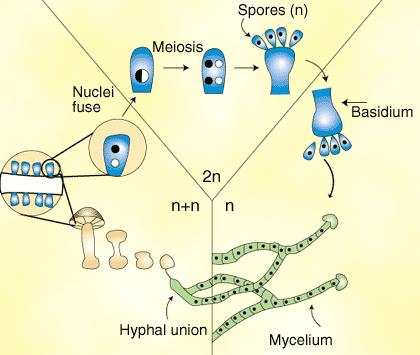 secondario (dicariotico, n+n); le cellule apicali del m. secondario si dividono per coniugazione a fibbia 3.