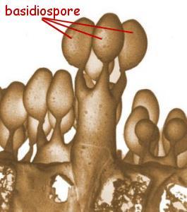 Progressione micelica