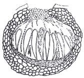 Ciclo biologico