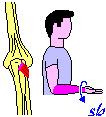 Estensore lungo del pollice AVAM a) rotazione esterna   Altri muscoli