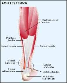 Medio gluteo a) abduzione; b) rotazione esterna (fasci posteriori).