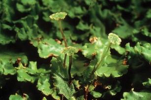 Marchantia = epatica tallosa