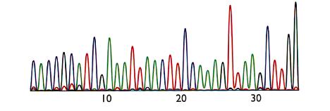 Sequenziamento automatico con dideossinucleotidi marcati per fluorescenza ddntp con marcatore fluorescente dda dda ddc ddg ddt Reazioni di