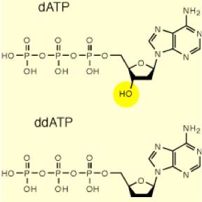 Nella reazione di sequenziamento, oltre a deossinucleotidi normali, vengono utilizzati nucleotidi modificati (dideossitrifosfati, ddntps) per interrompere la reazione di sintesi in posizioni