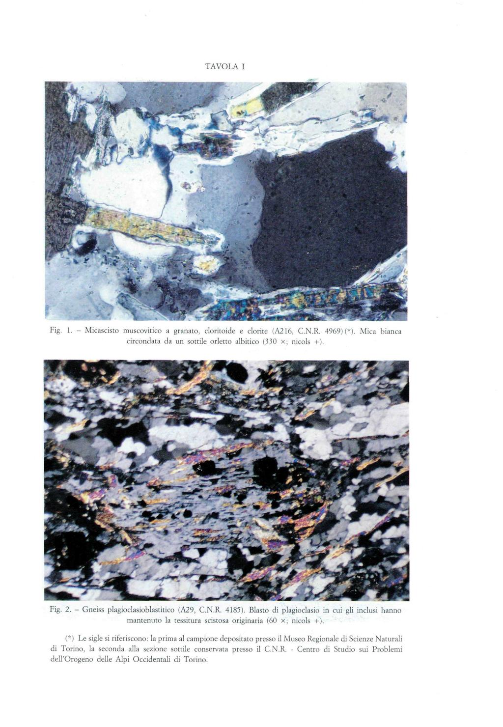 TAVOLA I Fig. 1. - Micascisto muscovitico a granato, cloritoide e clorite (A216, C.N.R. 4969) (*). Mica bianca circondata da un sottile orletto albitico (330 x; niçois +). Fig. 2.