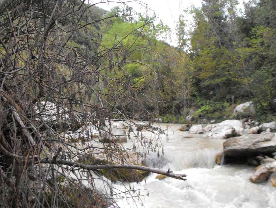 Risultati 10 Torrente Vomano (Località: Bivio Prati di Tivo) La situazione della comunità ittica Questa stazione è la più a valle di quelle localizzate lungo il Torrente Vomano, localizzata alla