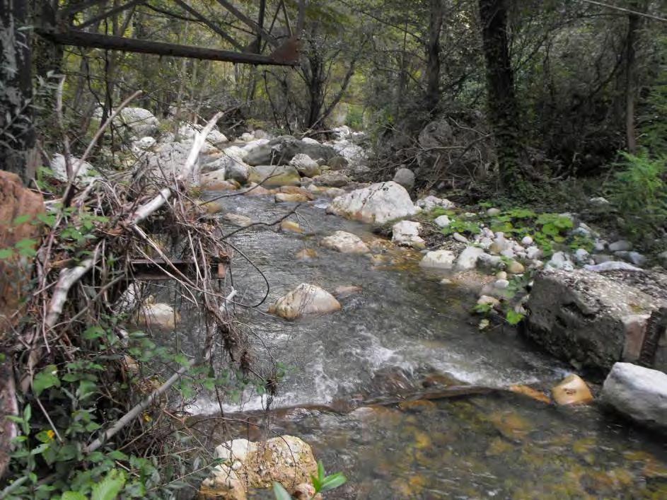 Risultati 18 Rio Arno (Località: Bivio Prati di Tivo) La situazione della comunità ittica Il campionamento è stato effettuato a valle della briglia in località Bivio Prati di Tivo, alla quota di 408