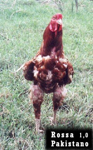 Il sottopiuma è scuro, la parte delle penne in vista è bruno/rossastro con una grossa macchia nera ed in cima una perla bianca.