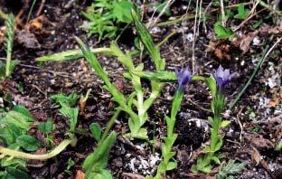 Fig. 2: Gentiana prostrata: condivide lo stesso habitat di Gentianella carinthiaca, sebbene più rara e anche con esemplari singoli (it shares the same habitat of Gentianella carinthiaca, altough more