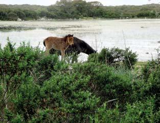 Fig. 4: Cavalli bradi della Giara di Gesturi (Wild horses on the Giara di Gesturi) (Foto/ Photo Alberto Sessi).