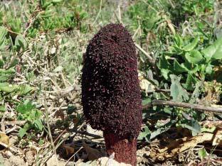 Fig. 6: Cynomorium coccineum subsp. coccineum (Foto/Photo Alberto Sessi). suolo, si è solidificato in coltri di notevole spessore e resistenza.