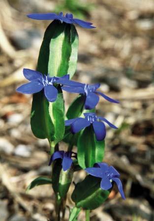 Fig. 4: Con pochissimi esemplari presenti in valle, Gentiana utriculosa si riconosce per il calice tipicamente alato (With