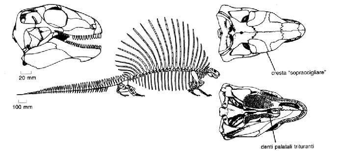 Edafosauri Erbivori Testa piccola Denti a foglia Denti