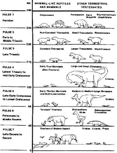 La storia evolutiva dei