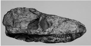 CYNODONTIA Il gruppo più evoluto Rettili Mammiferi 1. 2. 3.