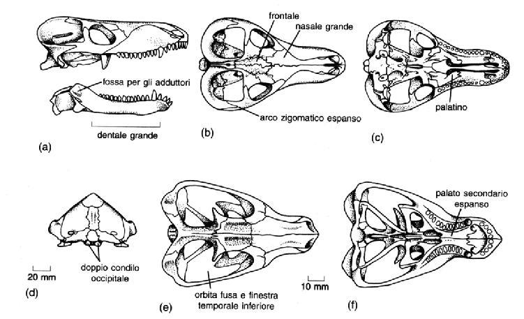 Cynodontia Orbita e finestra temporale si fondono Aumento arcate zigomatiche Fossa per adduttori Sviluppo del dentale oltre ¾ della mandibola Sviluppo osso nasale masseteri e temporale