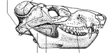 dovevano quindi aver già evoluto una