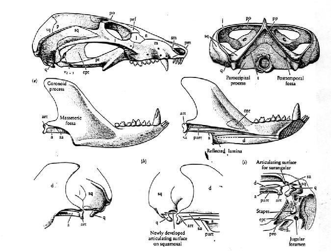 Fortissima indicazione di endotermia.