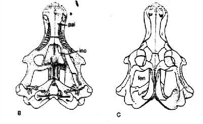 funzione acustica Diademodontidae Vegetariani?