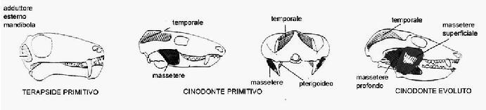 Occlusione dentale a) Chiusura delle