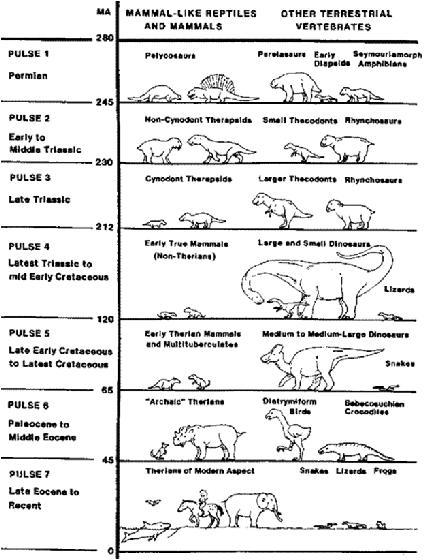 Fase 7 Eocene SuperioreRecente (45 MAF - oggi): Mammiferi moderni, Marsupiali confinati all Australasia e sud America a partire dal Miocene Medio.