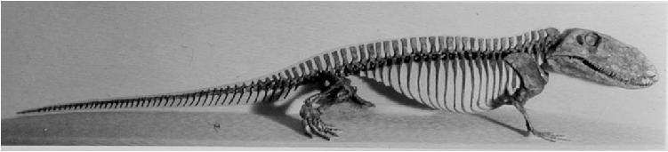 ANATOMIA DEI PELYCOSAURIA Caratteri primitivi (rispetto ai mammiferi) Postura sprawling Coda lunga Due coracoidi per lato