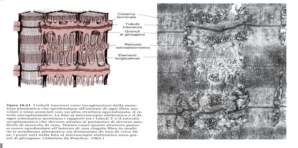 Ricostruzione tridimensionale di una sezione longitudinale della fibra muscolare scheletrica I tubuli T si invaginano nel sarcolemma a intervalli periodici e formano giunzioni