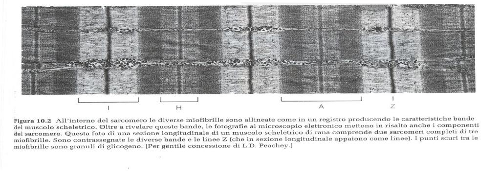 2 sarcomeri 3 miofibrille Al m.e...sezione longitudinale del muscolo, le miofibrille allineate A.