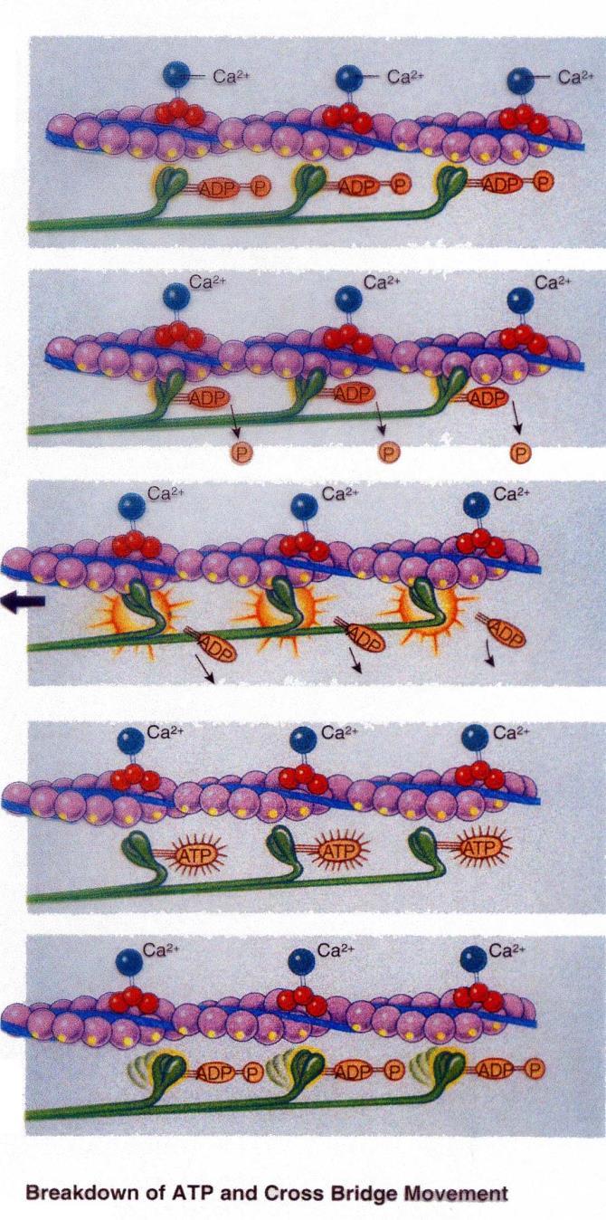 Il ciclo dei ponti trasversali actina-miosina Conversione dell energia chimica in energia meccanica L idrolisi di ATP in ADP + P porta le teste di miosina a 90 rispetto ai filamenti di actina.