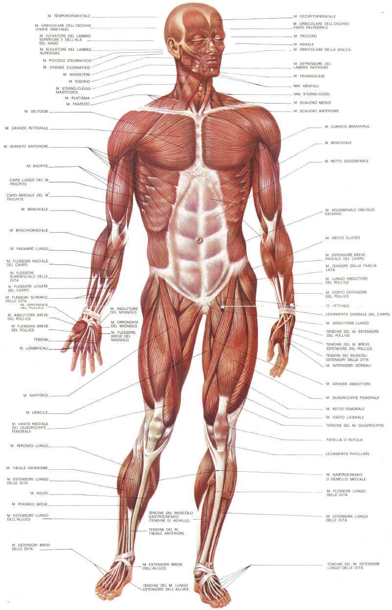 I muscoli scheletrici costituiscono il 50% del nostro peso