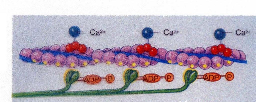 La miosina ha attività ATPasica, catalizza l idrolisi di ATP in ADP + P che porta le teste di miosina a 90 rispetto ai filamenti di actina.