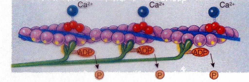Il Ca 2+ che si lega alla TROPONINA espone i siti attivi dell actina. Il legame actina-miosina + ADP + P favorisce il rilascio di P.