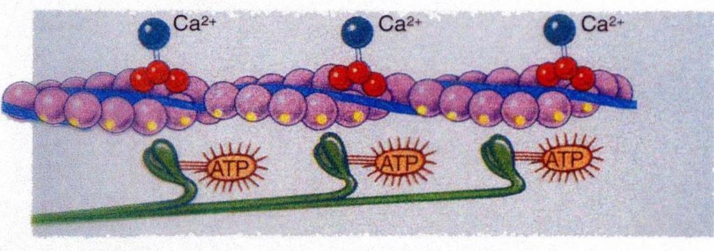In sintesi nel ciclo dei ponti trasversali, L ATP svolge due ruoli: 1.