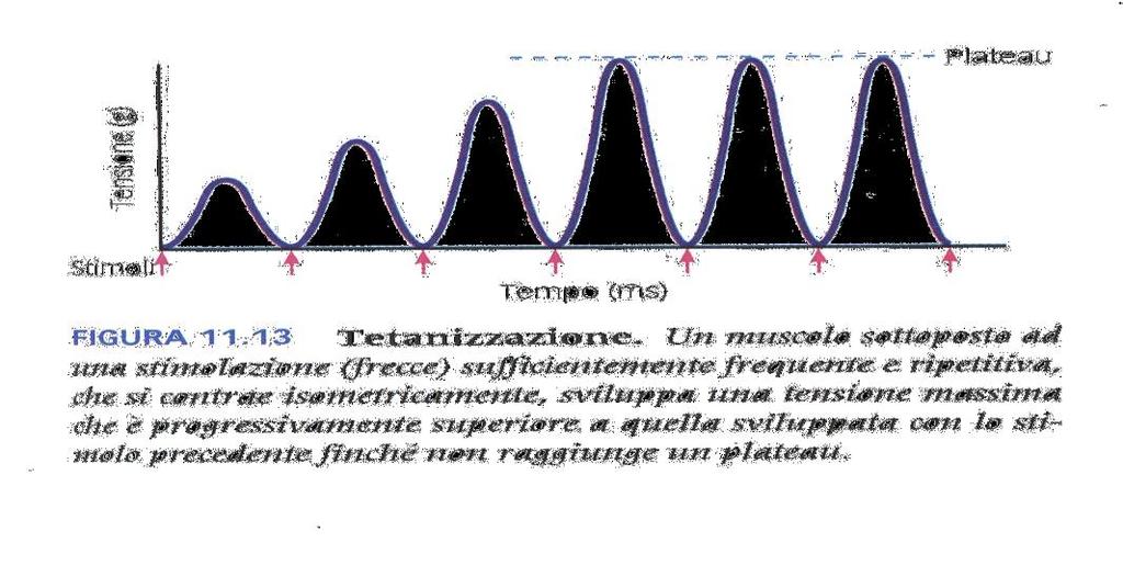 Proprietà meccaniche di una fibra muscolare Contrazione isometrica La forza generata dalla contrazione di una singola fibra muscolare è influenzata da: frequenza di stimolazione diametro della fibra