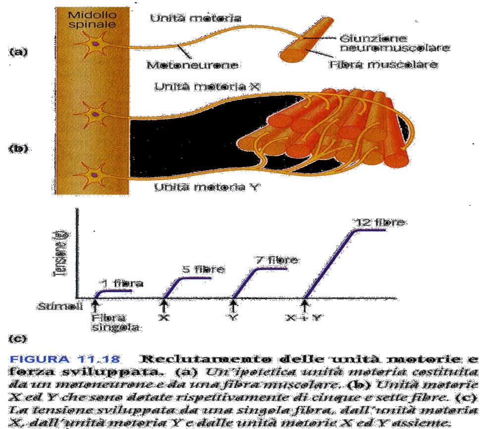 Uno stesso muscolo può essere utilizzato per funzioni diverse; è il sistema nervoso che regola la funzionalità del muscolo, la forza di contrazione variando il numero delle unità motorie attive