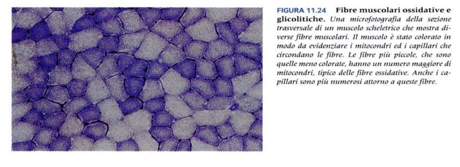 Proprietà energetiche di una fibra muscolare (velocità ed efficienza di utilizzo dell ATP) Fibre tipo I: Lente, ROSSE hanno più mitocondri e mioglobina, diametro più piccolo, alta capacità