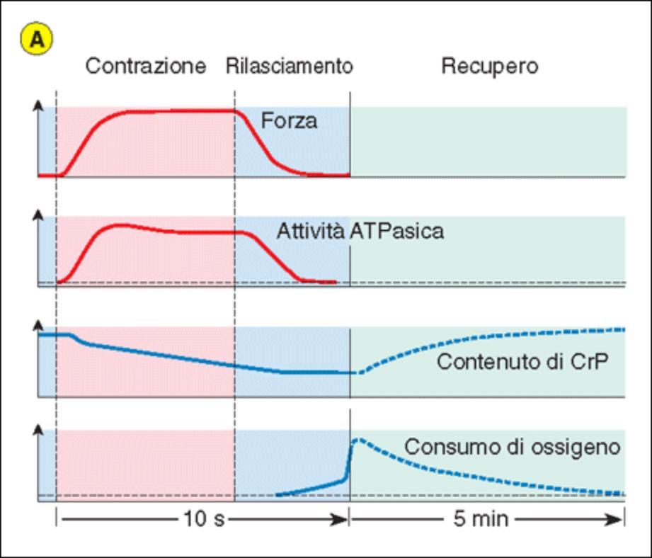 generano più forza ma si affaticano velocemente Sintesi anaerobica e