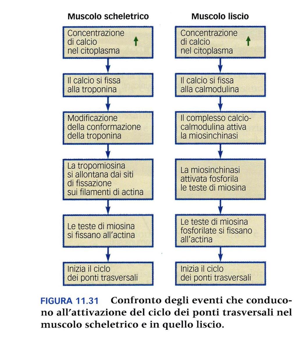 Nel muscolo liscio manca la