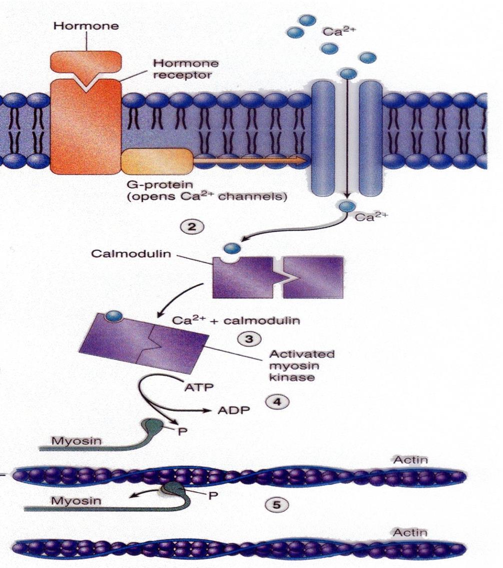 Contrazione-muscolo liscio Calmodulina + Ca 2+ attiva una miosina chinasi attivando le teste di miosina tramite fosforilazione.