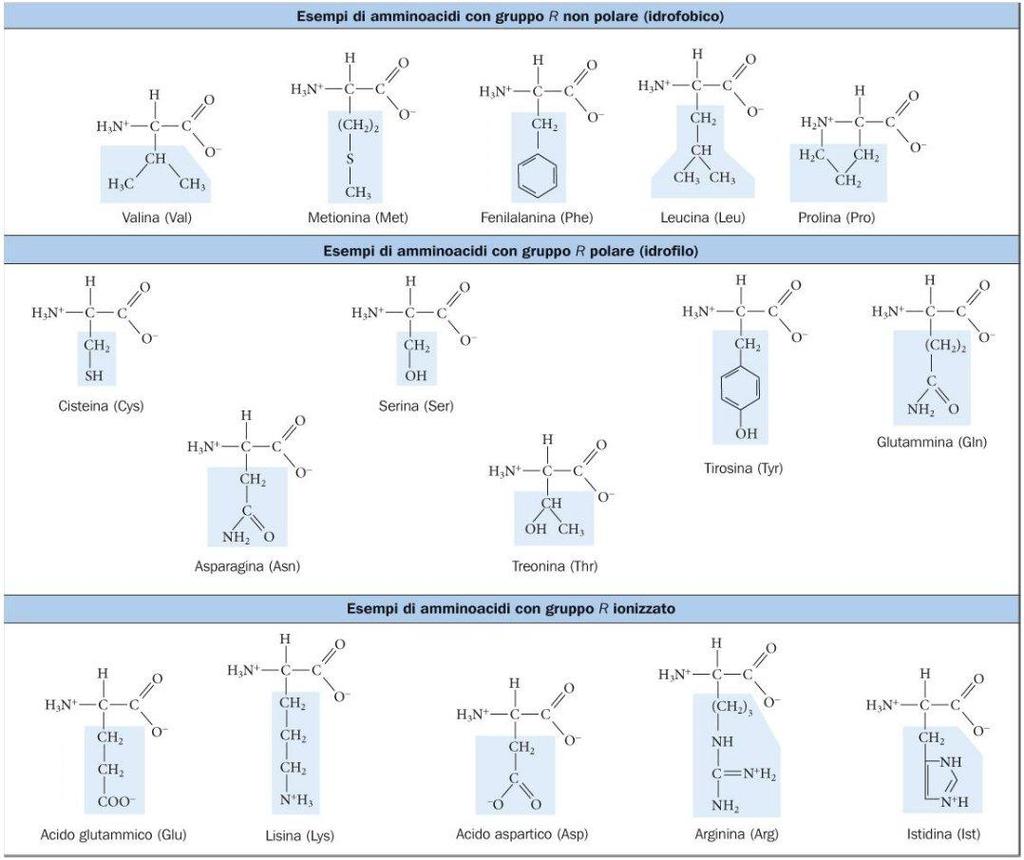 Tutte le proteine naturali sono costituite da soli 20 a-amminoacidi, che differiscono fra loro solo per la natura del gruppo R e uno solo dei quali, la glicina, è privo di chiralità.