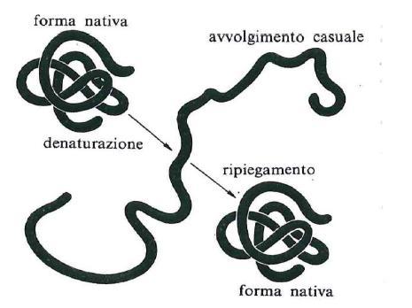 Anche le proteine, come gli amminoacidi, hanno un proprio ph isoelettrico, determinato dai gruppi COOH e NH2 terminali e inoltre dai gruppi laterali acidi o basici.