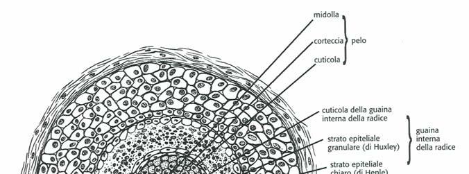 Figura 6: Regioni del follicolo pilifero (dall alto in