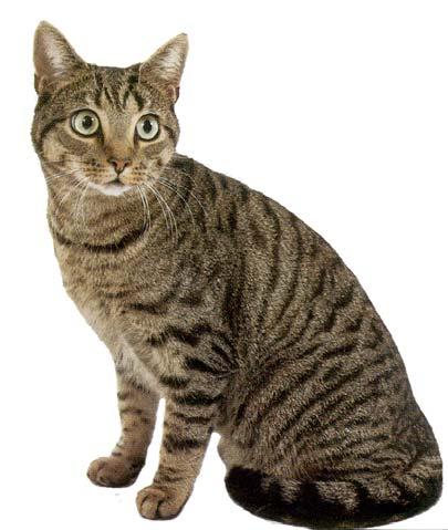 Figura 18: Gatto con mantello