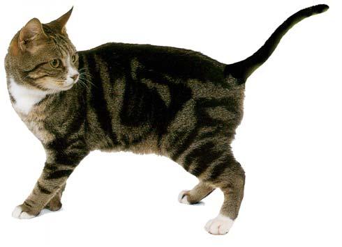 Figura 19: Gatto con mantello