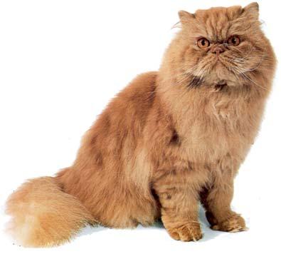 Figura 22: Gatto Persiano con mantello